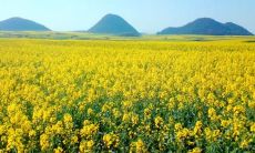 两位相互照顾的姐妹在春日踏青，欢笑不断，心情大好的场景