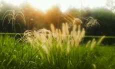 黎明初现，万物复苏——生机勃勃的自然景象在晨曦中华丽展开！