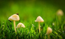 清晨的美妙景象：描述清晨的瑰丽光景和生动画面的华丽句子