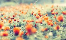 让你感到开心和快乐的句子，如何写出属于自己的幸福生活表达？