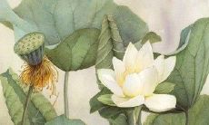 受到分手创伤后,女生心中萦绕着令人心痛无比的句子