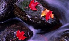 汇总全网部队四字口号，助你激发斗志和勇气的完整指南