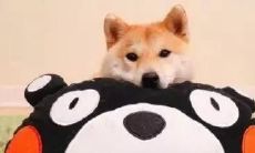 玩味谐音文案，让你爱不释手！