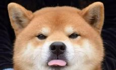 喜感十足的幽默句子，让你心情大好！