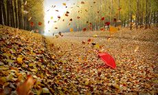 借助秋风吟唱的诗句：感性表达与自然融合的美妙之旅