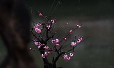 用梅花的妙言妙语表达爱慕之情的长篇标题