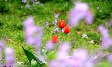 愿我们在三月中迎接春日的脚步，迎接美好的新开始和无限可能的机会！