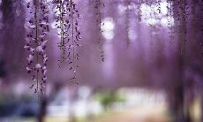 精选《一帘幽梦》中最动人爱情句子,带你穿越时空感受古代浪漫之美
