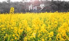 独具魅力的南柯一梦:探索其中深情爱情的美妙表达