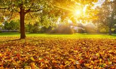 惊艳秋景：绚烂落叶翩翩起舞，谱写出自然的优美乐章