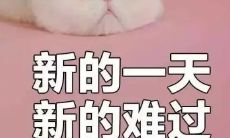 日常琐碎句子,哄人发笑又显得有点矫情