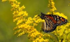 夏日即将落幕,续写优美而感人的夏末句子!