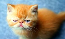 探究聊天中那些具有致命打击力的语句：从语言暴力到情感伤害的辨析