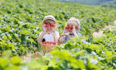 感动之情胜似亲情：颂扬美丽句子的独特魅力