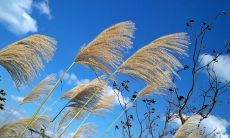 用20句形容秋风的华美句子