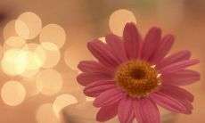 探究智慧之道：20句启示性智慧禅语！