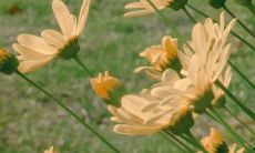 神奇治愈功效引导微信置顶短语——令人无比感慨的超强疗愈标语！