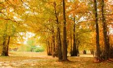 精美绝伦的银杏树赋词:闻叶落声,落雁长鸣,黄昏醉人;翠绿染红,岁月沧桑,变幻无穷