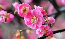 一些美丽的关于腊梅的句子，让你感受its灵魂的柔美和纯洁