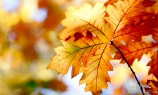 从成功人士身上汲取智慧:探析鼓舞人心的成功名言和励志名句