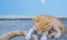 探索令自己感到愉悦的句子,让内心充满喜悦的秘诀