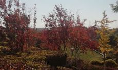 享受唱歌的愉悦:用生动形象的句子来描述唱歌带来的开心、快乐和兴奋