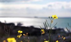 如何寻找带有快乐氛围的句子来提升心情?