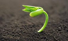 一些充满希望的鲜花开在路边，为生活填充美好的阳光色彩——激励人心的句子