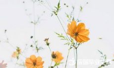 用温暖问候迎接春天的周一短信，分享温馨祝福传递美好心愿