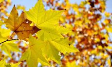 关于立秋的朋友圈长篇唯美寄语分享，感受秋季带来的独特魅力