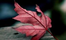 立秋伤感说说心情 - 令人心碎的秋季情绪表达方式