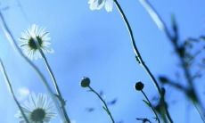 Heartfelt and Emotional English Sentences that Express the Unbreakable Bond of Family Ties