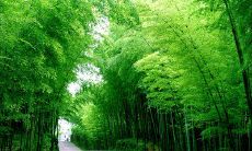 哀婉动人的分别文字,让心扉痛彻心扉