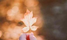 被妙明的句子困扰不已：探究其奇妙之处与烦恼来源