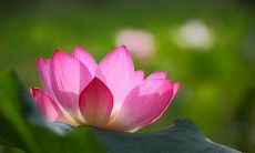 在《离骚》一诗中探寻友情的表述，思索其内涵与意义