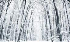 如何面对和克服在自我行为中感到失望的情绪：探索自我挑战、自我怀疑与积极思维的策略