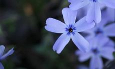 阐述男女之间真挚友情的精妙措辞