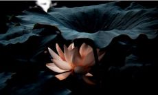 让你恍然大悟，启迪心灵的佛经名言