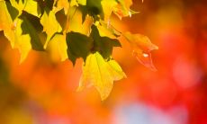 用秋天的句子发表感情以释放心情的标题