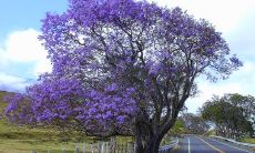 的树枝伸展向着天际，毫不费力地承受着风雨与阳光的洗礼，树叶在微风中轻声飘荡，犹如一首美妙的交响乐曲，向着远方奏响着生命的乐章