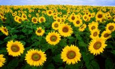 每一天我们都应该寻找快乐的句子,用积极的思维来面对生活中的挑战!