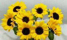 详细教程：如何使用手机群发工具快速发送个性化问候短信？