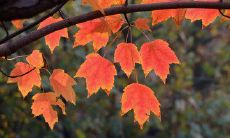 用短信问候朋友,若希望他们能更多地休息,可以这样说: "为了让你更好地休息,我发来这些多休息的短信问候"