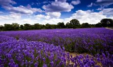 如何通过积极句子过上幸福的生活:重要的座右铭是活出快乐!