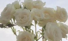 宜人清新、令人愉悦的干净文案