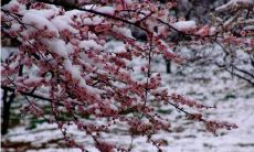 呈现美丽之境：十字范围内飘雪的绝美诗句