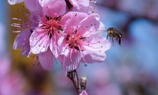 春天之美妙语句——描绘桃花飘香的瑰丽景象