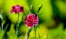 分享回家后开心的搞笑句子,畅快表达心情之旅!