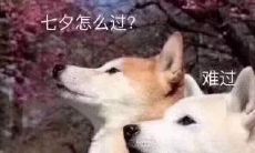 如何度过七夕节——单身狗的文案分享与心得体会