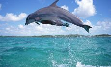 瑰丽壮观的广阔海洋在游走着信息丰富、生命多样的海洋世界中，无处不在的深情吸引着人们的注意力